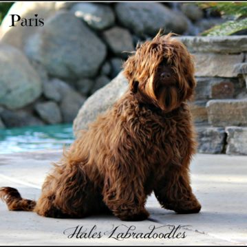 Chocolate Australian Labradoodle