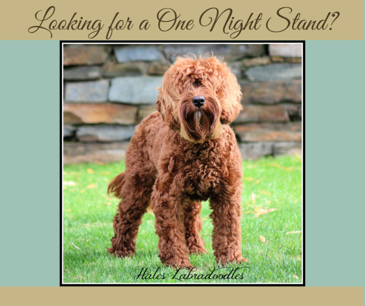 Mini Australian Labradoodle