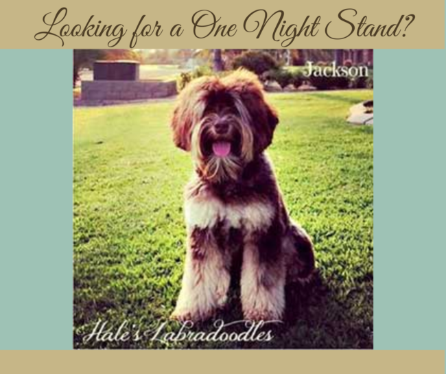 Mini Phantom Australian Labradoodle