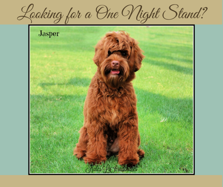 caramel-red mini australian labradoodle