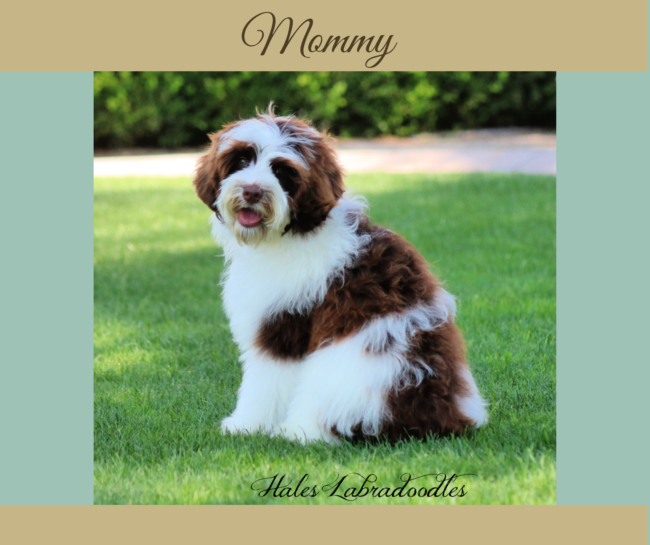 Mini Chocolate Australian Labradoodle