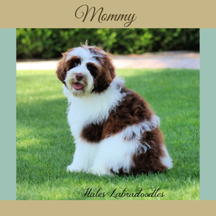 Mini Chocolate Australian Labradoodle