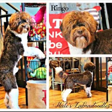 Chocolate Tuxedo Australian Labrdoodle