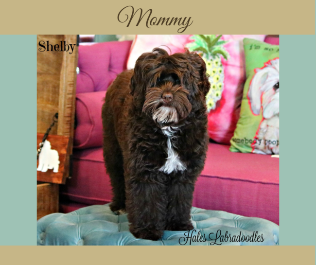 Mini Chocolate Australian Labradoodle