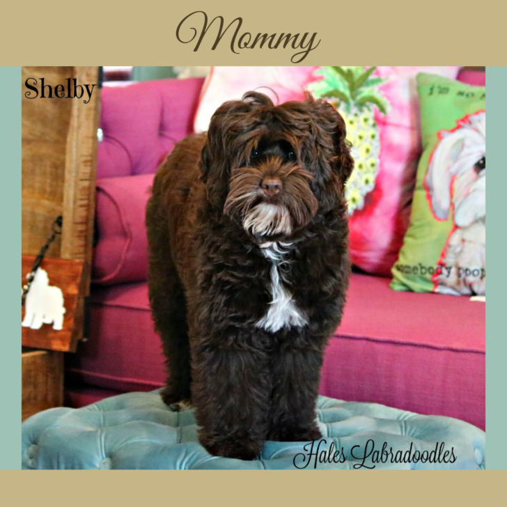 Mini Chocolate Australian Labradoodle