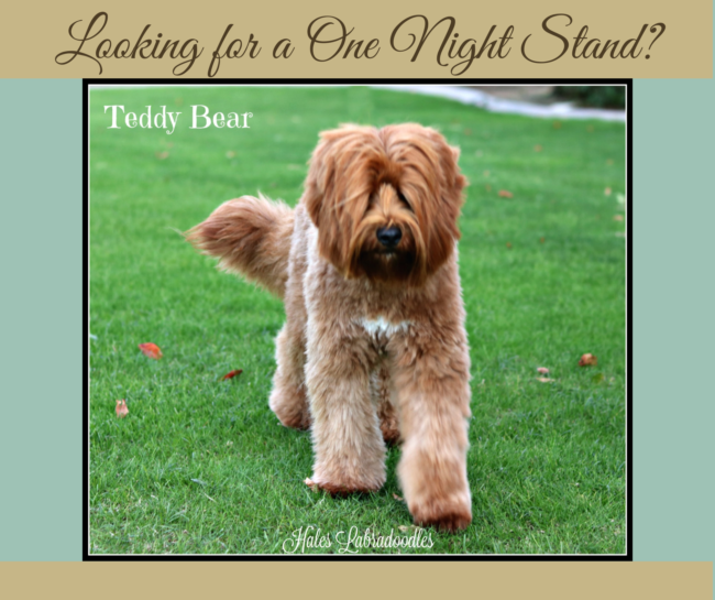 Mini Red Australian Labradoodle