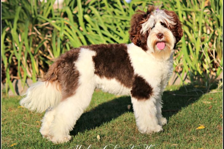 Chocolate mini Australian Labradoodle