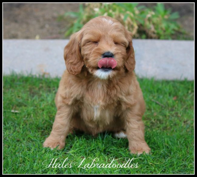 Tongue out Red mini Australian Labradoodle