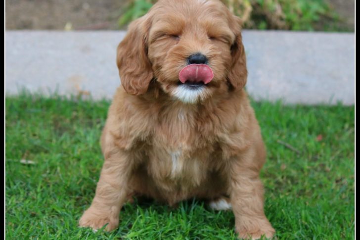 Red mini Australian Labradoodle