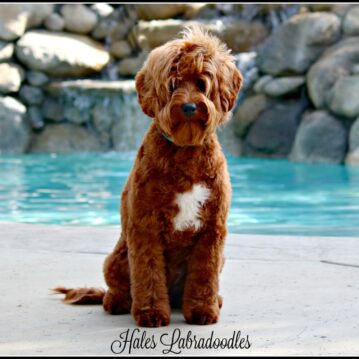 Red mini Australian Labradoodle