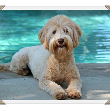 Caramel Medium Australian Labradoodle