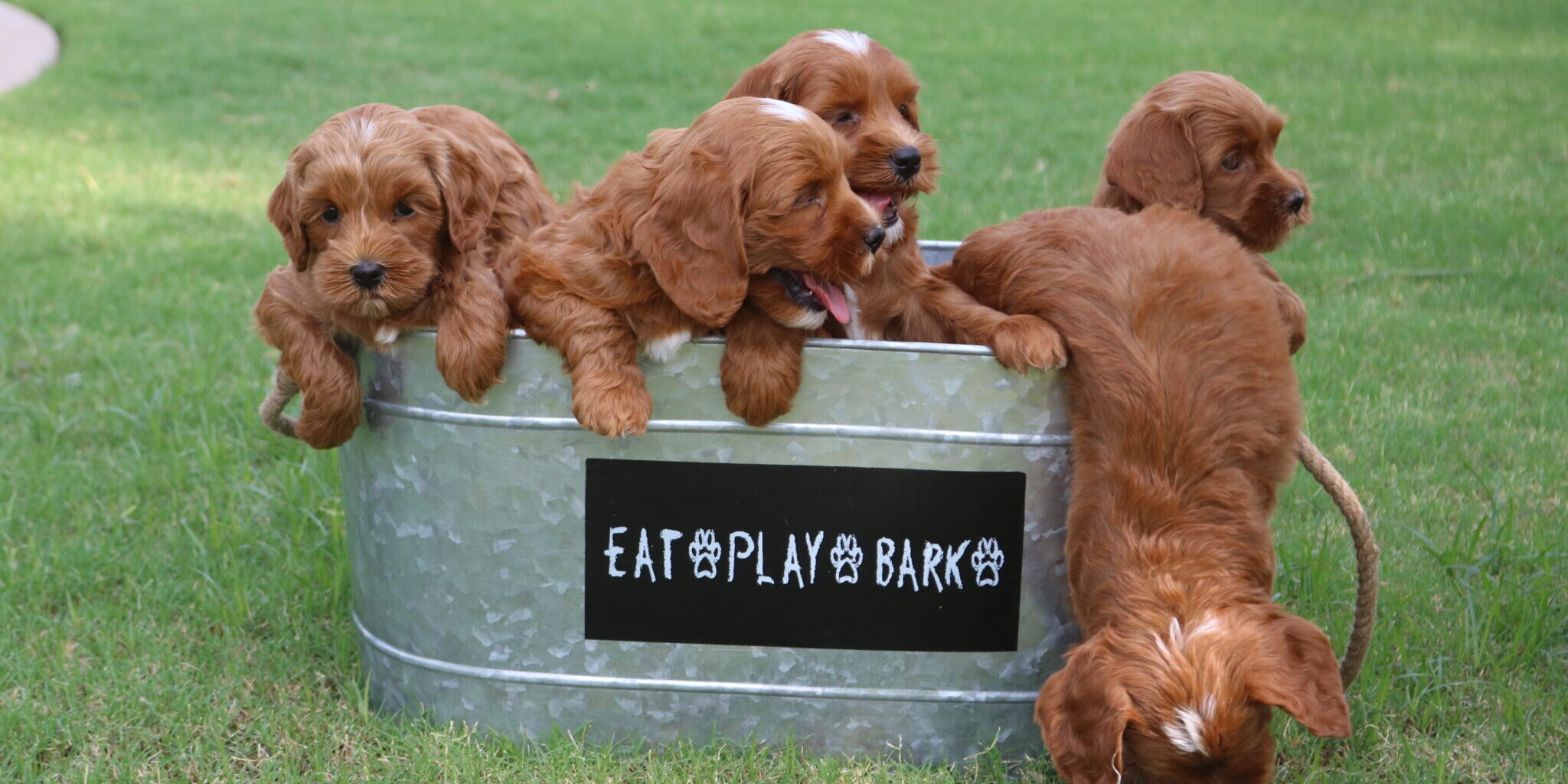 Red mini Australian Labradoodle