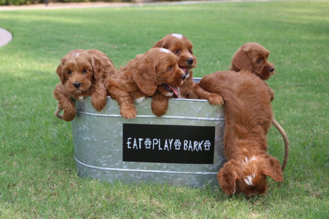 Puppies Red mini Australian Labradoodle