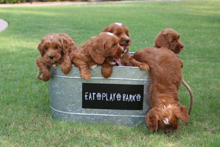Red mini Australian Labradoodle
