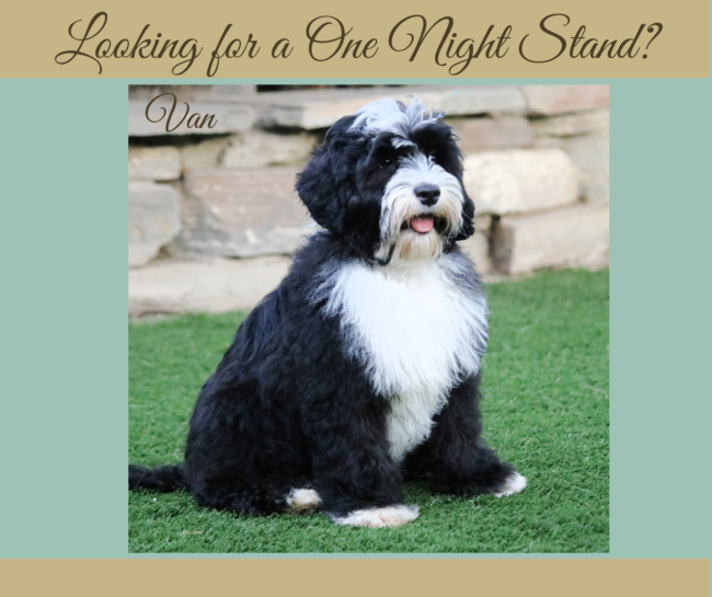 Mini Black Australian Labradoodle