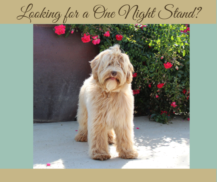 Mini caramel Australian Labradoodle