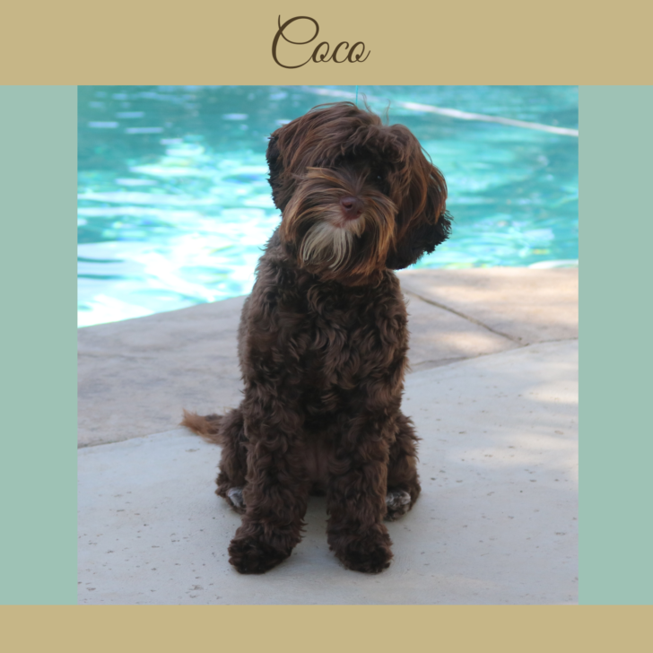 Micro Mini Australian Labradoodle
