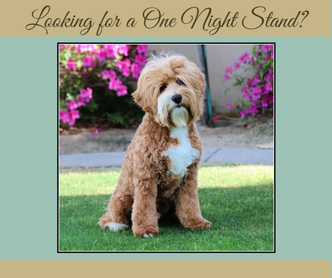 Red Tuxedo Mini Australian Labradoodle