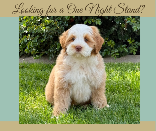 Caramel Tuxedo Australian Labradoodle