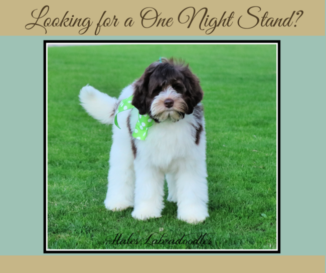 Mini Parti Australian Labradoodle