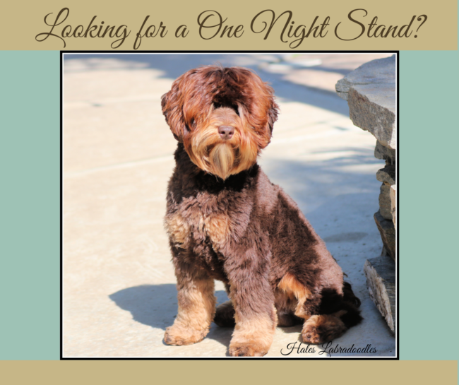 Mini Phantom Australian Labradoodle
