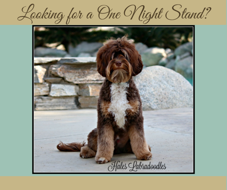 Mini Tri-Phantom Australian Labradoodle