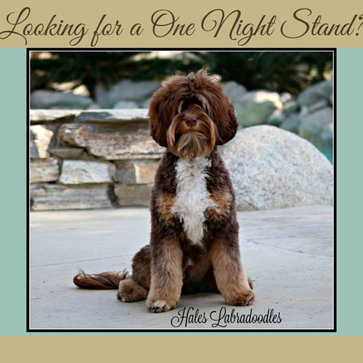 Mini Tri-Phantom Australian Labradoodle