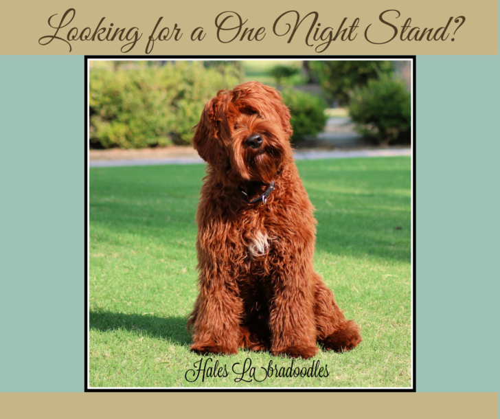 Medium Australian Labradoodle