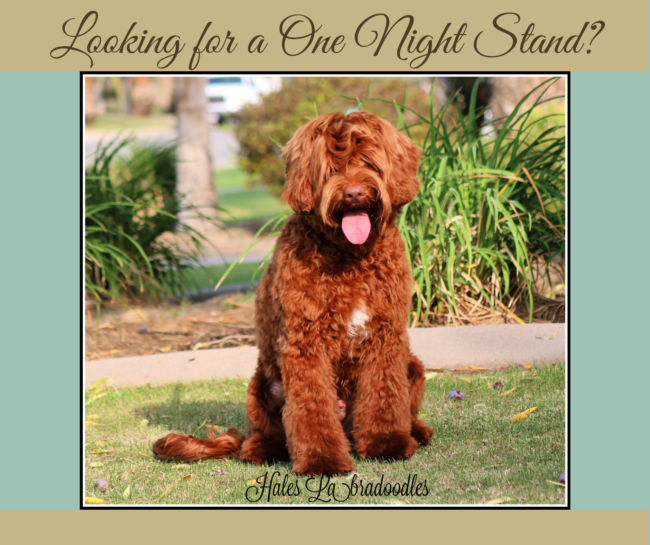 Medium Caramel Australian Labradoodle