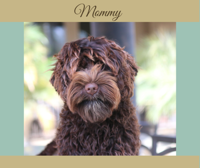 Layla mini Australian Labradoodle