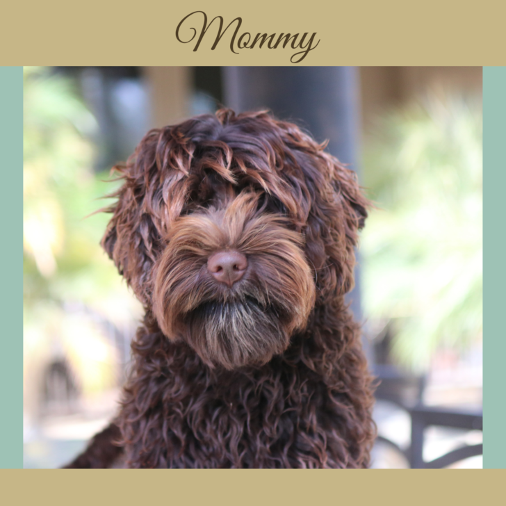 Layla mini Australian Labradoodle