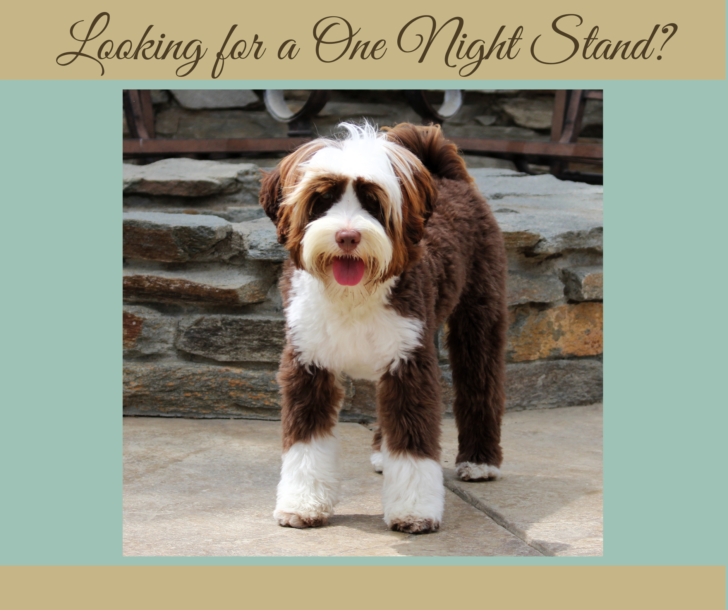 Micro Mini Chocolate Tuxedo Australian Labradoodle