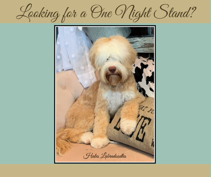 Mini Caramel Australian Labradoodle