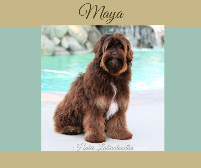 Mini Tri-Phantom Australian Labradoodle