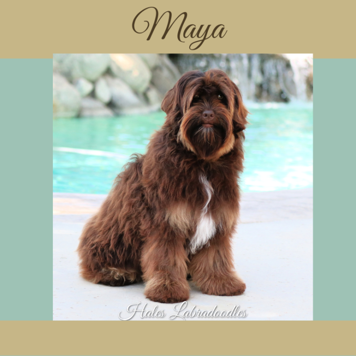 Mini Tri-Phantom Australian Labradoodle