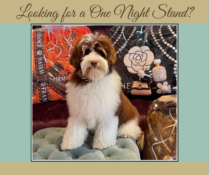 Mini Tri-Phantom Australian Labradoodle