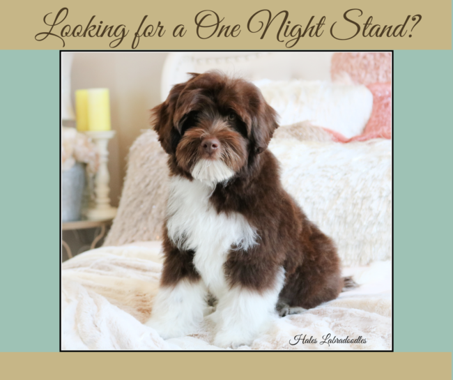 Mini Tuxedo Australian Labradoodle