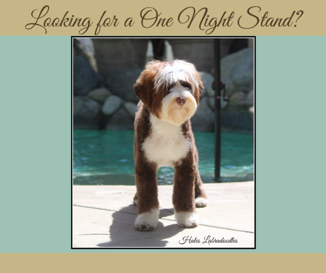 Chocolate and White Tuxedo Australian Labradoodle
