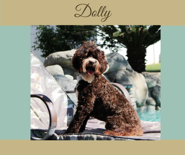Mini Chocolate Australian Labradoodle