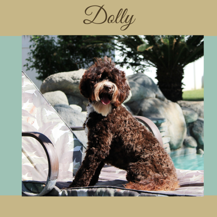 Mini Chocolate Australian Labradoodle