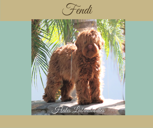 Mini caramel Australian Labradoodle