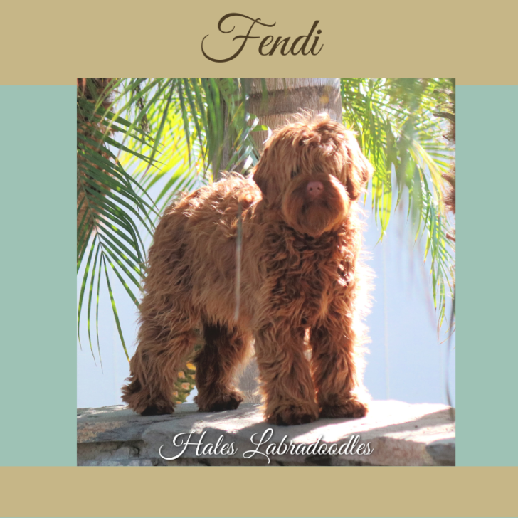 Mini caramel Australian Labradoodle