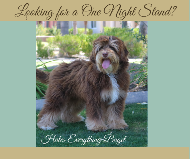Mini Tri-Phantom Australian Labradoodle