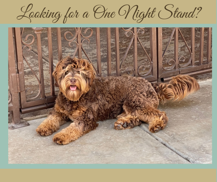 Mini Phantom Australian Labradoodle