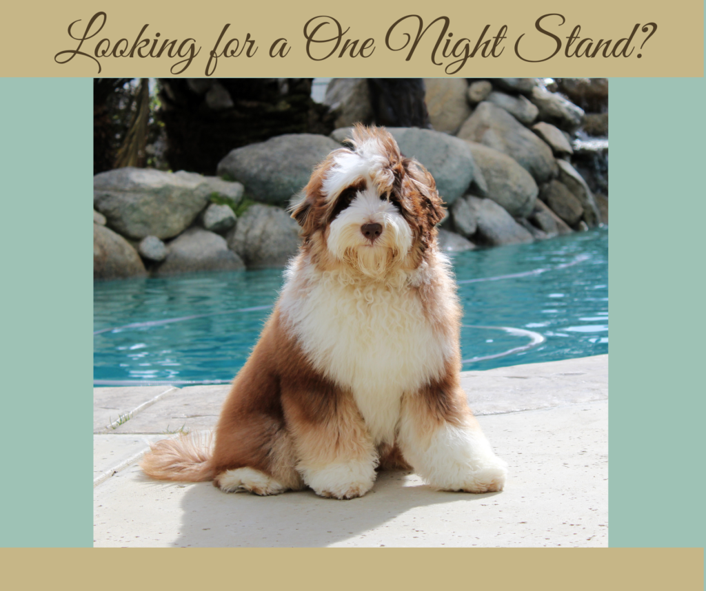 Medium Tri-Phantom Australian Labradoodle