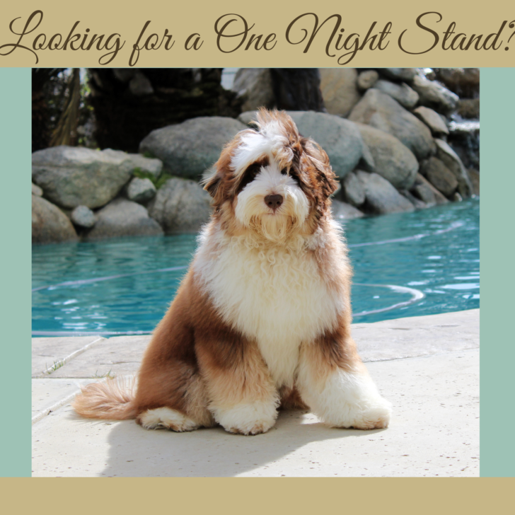 Medium Tri-Phantom Australian Labradoodle