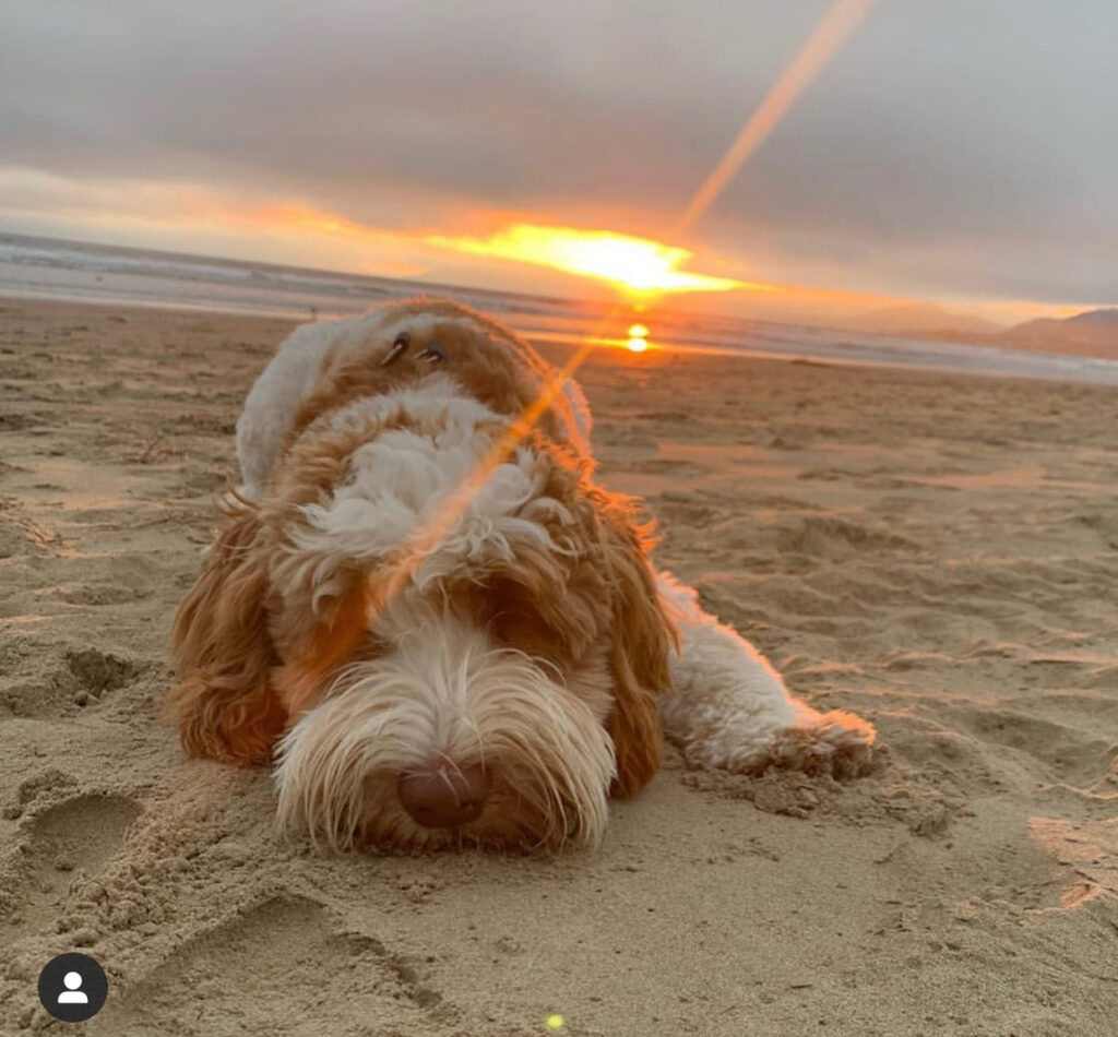 Sunset at the dog beach