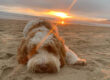 Sunset at the dog beach