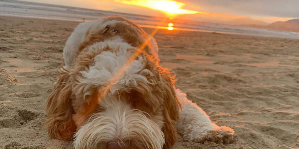 Sunset at the dog beach