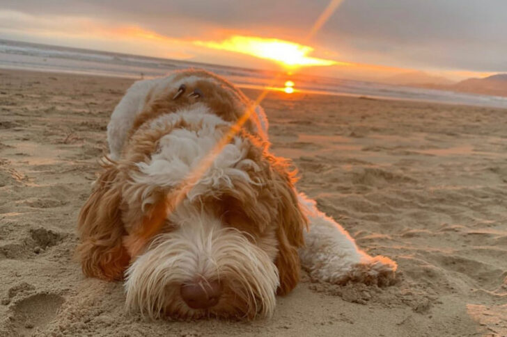 Sunset at the dog beach